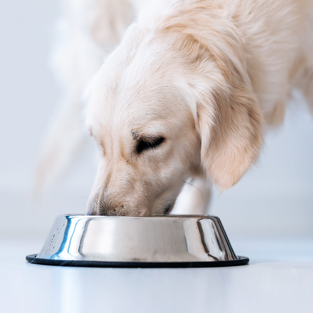Hellfarbiger Hund frisst aus Edelstahlnapf – NutraPet Systems entwickelt Vormischungen für die Futtermittelindustrie